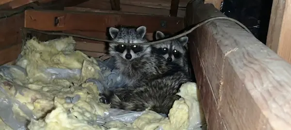 アライグマ対策